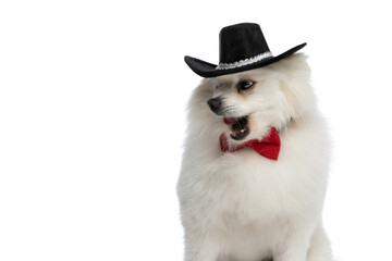 pomeranian dog wearing a black hat and a red bowtie