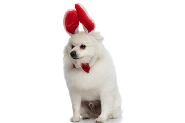 adorable pomeranian dog wearing a red bowtie and bunny ears