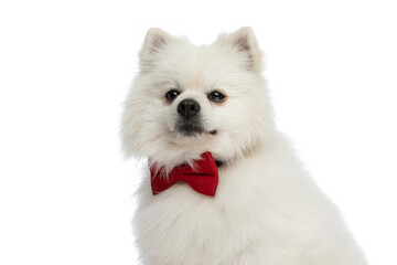 elegant pomeranian dog wearing a red bowtie