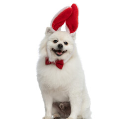 pomeranian dog wearing bunny ears and a red bowtie