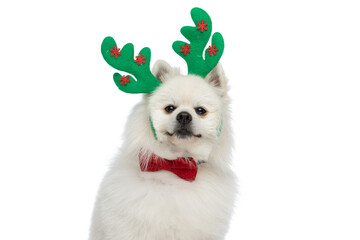 pomeranian dog wearing reindeer horns and a red bowtie