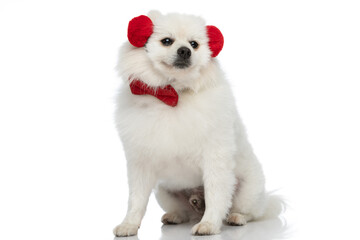 pomeranian dog wearing red headphones and bowtie