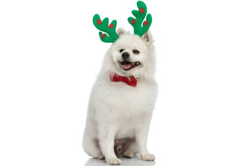 pomeranian dog wearing green reindeer horns