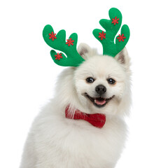 pomeranian dog looking away, panting and wearing reindeer horns