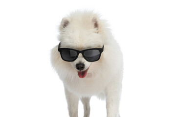 cool pomeranian dog wearing sunglasses like a boss
