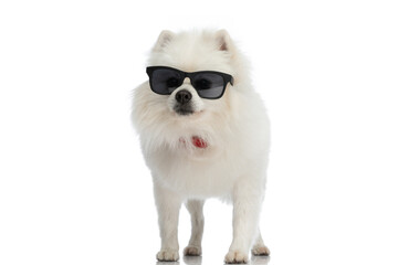 Obraz premium adorable pomeranian dog wearing sunglasses and a red bandana