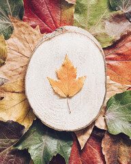 Creative minimal concept with autumn colorful leaves. An autumn leaf lies on a stump. Fall theme concept. Flat lay.