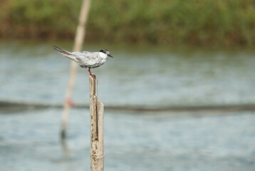 Whiskered Tern