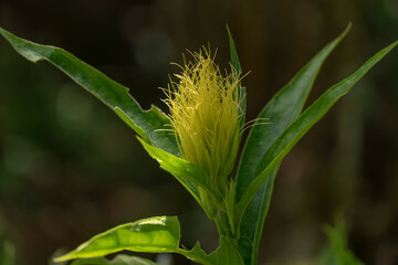 Zea mays, el maíz, es una gramínea anual originaria de Mesoamérica. Su domesticación se inició...