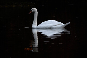 A white swan swimming on a pond with dark water. The white swan is reflected in the water. The mute swan.
