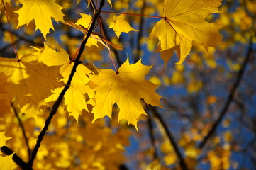 Naklejka na ściany i meble Autumn leaves with the blue sky background, Yellow colorful leaves and branches, fall themes