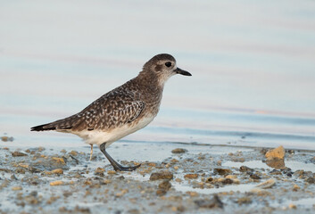 Grey plover pooping at Busaiteen coast of Bahrain