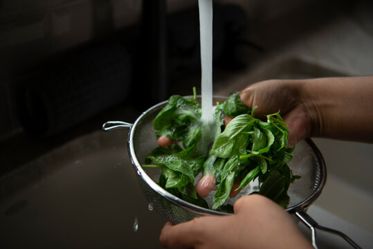 Washing basil leaves 