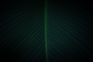 Closeup nature dark green leaf on blurred greenery background in garden. copy space for text as...