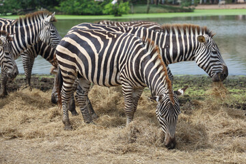 Fototapeta na wymiar The family burchell zebra is eatting in farm near the river