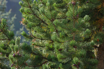 Fotografie aeree di Sestriere e dintorni