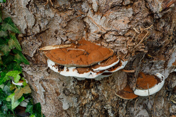 fungus on a tree
mushroom
