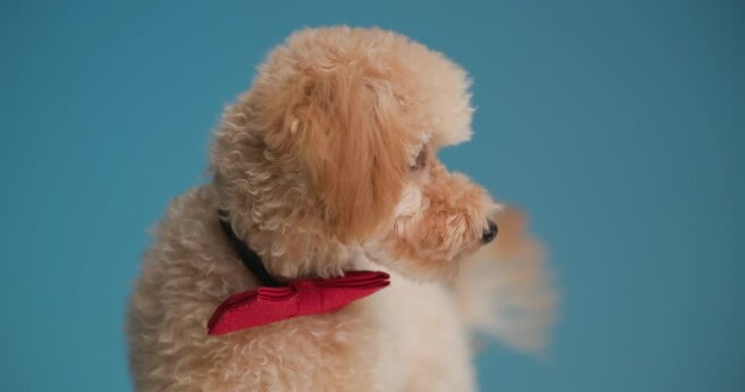 eager little poodle dog hearing noises and reacting, looking to side and around while walking away on blue background
