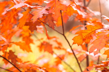 Colorful crimson leaves of Canadian maple against a background of blurred yellow autumn foliage. Background. Selective focus