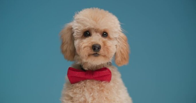 beautiful little poodle puppy with red bowtie sitting down, looking up and side on blue background in studio
