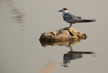 Whiskered tern perched on a boulder at Asker marsh, Bahrain