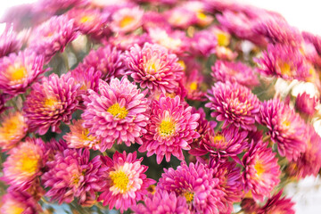 Studio shot of a bunch of chrysanthemum flowers