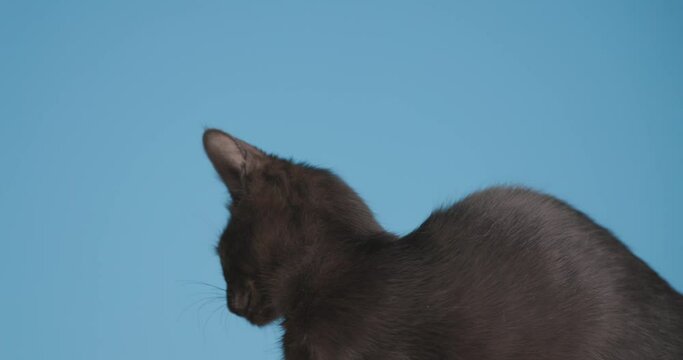 adorable small kitten licking nose, moving in a side view position and walking away on blue background in studio