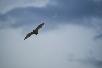 Flying fox, fruit bat