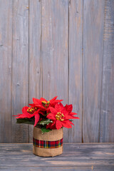Red Poinsettia flowers on wooden background