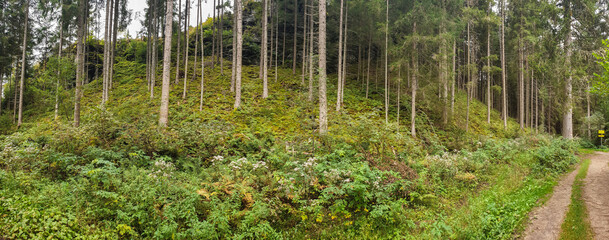 Breites Panoramabild  einer Waldlandschaft in der Steiermark , in Österreich