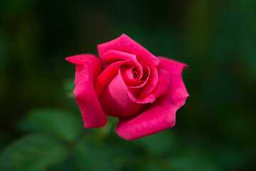 濃いピンク色のバラ (Maria Callas)