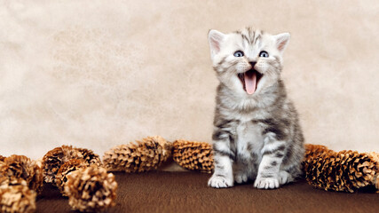 A very surprised kitten. A kitten with an open mouth and protruding tongue.  Isolated among the...