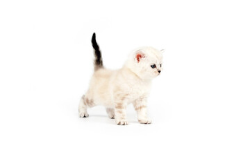 Obraz premium Scottish kitten isolated on white background. The kitten stands with its tail raised up and looks to the side. A month old kitten. Scottish purebred cat.