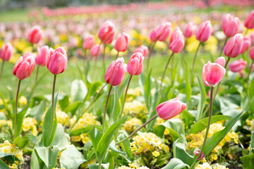 Close up of red tulip field flower in spring at the garden