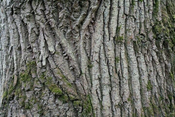 dry tree bark texture and background, nature concept