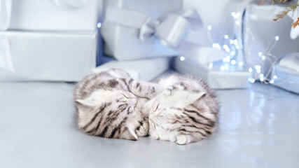Obraz premium Two kittens sleep side by side among gifts and bows. Kitten in festive decorations of Christmas and New Year. Kitten among holiday gift boxes isolated on gray background.