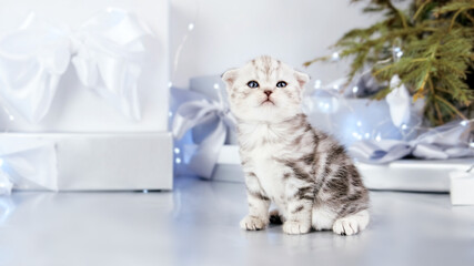 Kitten in festive decorations for Christmas and New Year. Kitten among festive gift boxes isolated on gray background. The kitten sits unstably and staggers.