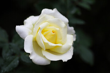 黄色いバラ(Elina)