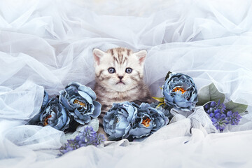 Kitten among blue tulle and blue roses. The kitten is isolated among the flowers. Surprised cute...