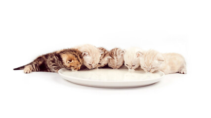 Kittens sit in a row and drink milk from a plate. Kittens lap milk. Little kittens learn to eat on their own. Scottish kittens isolated on white background with a bowl of milk.