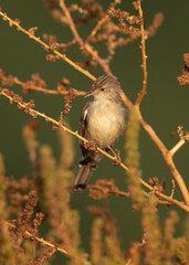 Plain Prinia perched on a bush at hamala, Bahrain