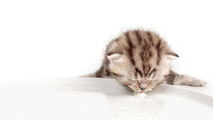 White kitten isolated on a white background lapping milk from a plate.
