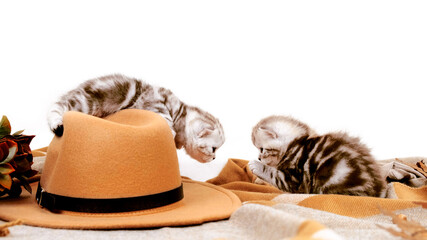 Two kittens are drawn to each other. Kittens are played with a hat. The kitten is isolated among the autumn things.