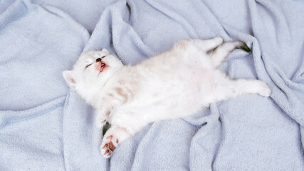 Fototapeta premium The kitten sleeps on a gray blanket upside down.