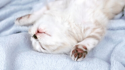 Fototapeta na wymiar Kitten paws close up. The kitten sleeps upside down.