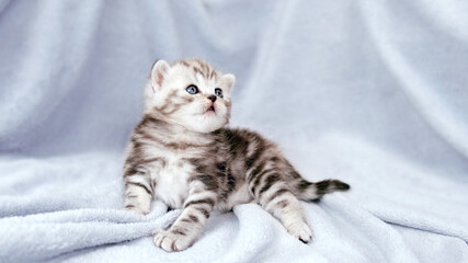 Kitten isolated on a gray plaid background. A month old kitten. Scottish purebred cat.