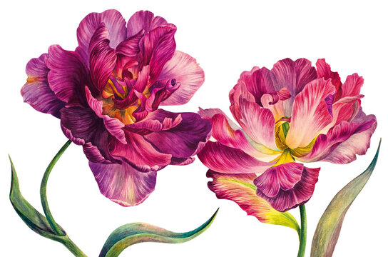 Watercolor Botanical realistic painting. Opened flower of a pink Tulip. Element for design patterns, greeting cards, packaging, posters, invitations for holidays and weddings.