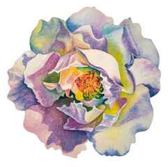 Botanical watercolor illustration. A delicate light pink rose is hand-painted in watercolor. Rose petals, flowers isolated on a white background.