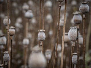 poppy heads on the field in sunshine