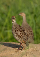 Grey francolins at Hamala, Bahrain